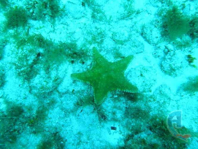 estrella de mar comun del  caribe ha